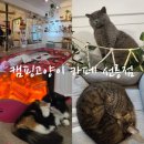 고양이입양소 | 애교냥이들이 모여있는 캠핑고양이 카페 선릉점