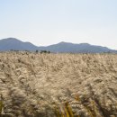 순천만 갈대밭 이미지