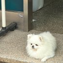 빛나라 세탁소 | &lt; 더빛남 &gt; - 잠실, 송리단길, 풍자 님의 또간집 The Vietnam, 차돌박이, 양지, 도가니 쌀국수 맛집