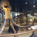 안면도쥬라기공원 이미지