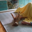 코코애견샵 | 우리집 긔염둥이 초코푸들 남매 코코&amp;짱아 애견 미용 후기!