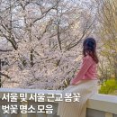 마루공원 축구장_2 | 서울 벚꽃 개화시기 2026 석촌호수 양재천 봄꽃 축제