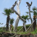 쉬엉갑서예 이미지