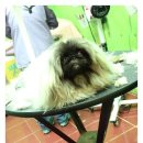 룰루 애견샵 이미지