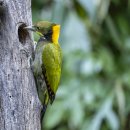 Greater Yellownaped Woodpecker 이미지