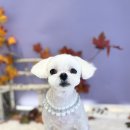 까까뿌숑 이미지