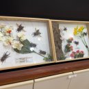 창녕우포곤충나라 | 대구 근교 아이랑 나들이 창녕우포곤충나라 방문 후기