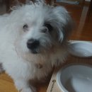 로얄퍼피 이미지