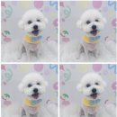 하늘펫살롱 이미지