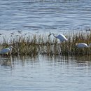 삼성조류 이미지