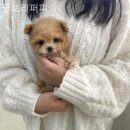 글로리퍼피 이미지