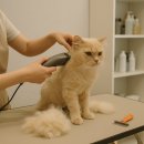 묘묭(MyoMyong) 이미지