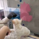 고득영동물병원 이미지