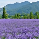 라벤더 이미지