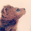 아이레벨트라움벨트 이미지