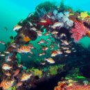 바다의숲 이미지