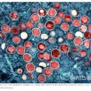 양하무역산업동물병원 | 엠폭스(MPOX·원숭이두창) 감염: 원인, 증상, 예방 방법 및 치료