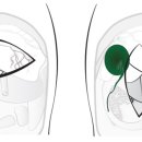 웨스턴 동물의료센터 이미지