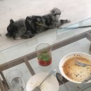 루바토(RUBATO) 이미지