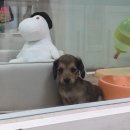 멍뭉이애견샵 이미지