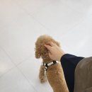 살롱드아보