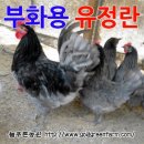 늘푸른유정란농장 이미지