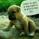 복