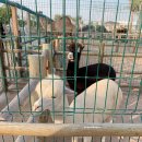 도하목장 이미지