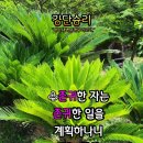 샬롬