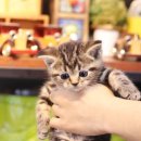 착한애견분양(원주점) 이미지