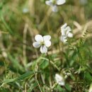 흰들제비꽃 Viola betonicifolia Sm. var. albescens (Nakai) F.Maek. & T.Hashim. 이미지