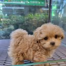 제주 애견 아가야 이미지