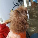 마이달링독 이미지