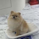 하이몽블리 이미지