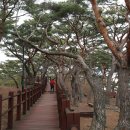 서포리웰빙산책로 (덕적도) Daum카페