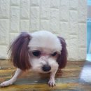 아지양이 펫샵 이미지