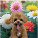 스타애견미용 이미지