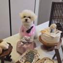 샘펫스튜디오 이미지