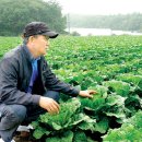 현장 속으로/가격 바닥…준고랭지 배추농가 ‘한숨’ 이미지