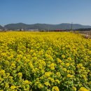 신지면-3 | 완도군 신지면 유채밭 로터리작업 유채꽃밭 갈아엎기 직전 노란풍경