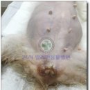 밀리언동물병원 이미지