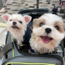 피터팬전자 이미지