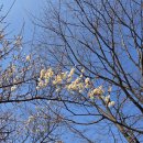 신흥카센타 | [임신기록 ep.18] 임신 25주 일상, 도파민 가득 WBC, 임당검사 통과, 방광염, 매화꽃 개화