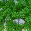 천연기념물 원주 반계리 은행나무의 사계절. 이미지