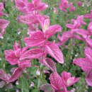 페인티드 세이지 [샐비어 비리디스 '핑크 선데이' ; Salvia viridis 'Pink Sunday'] 이미지