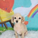 포미펫샵 이미지