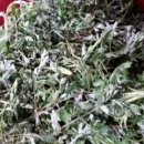 홈수제 앙금플라워 떡케이크 만들기 이미지