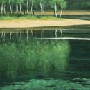 천과나무 이미지