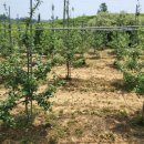 월정농장 이미지