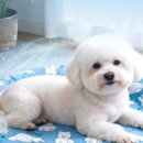 루나박스 고양이 쿨매트 대형 실사용 후기 및 선택 가이드